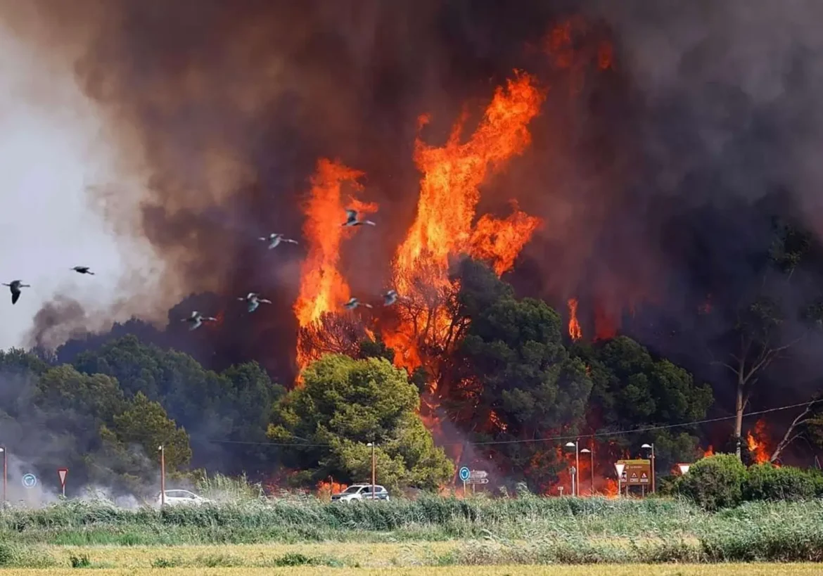 brand El Saler, Valencia