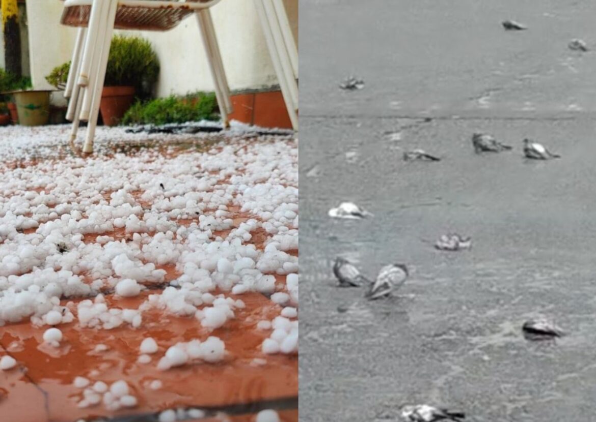 Hagel in Tarragona, zo hard dat zo'n 100 dode duiven werden aangetroffen