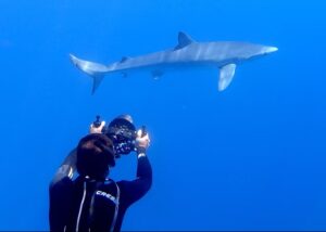 Onderzoeker van Sharkmed fotografeert een haai