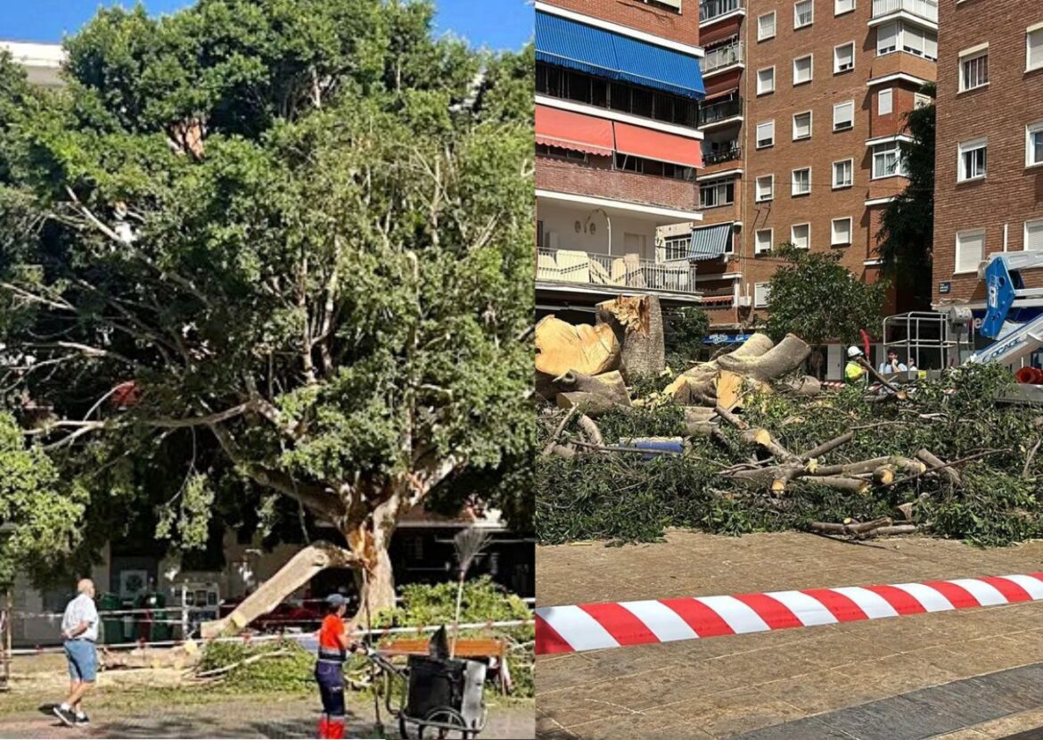 de enorme ficus in Málaga, voor en na de kap