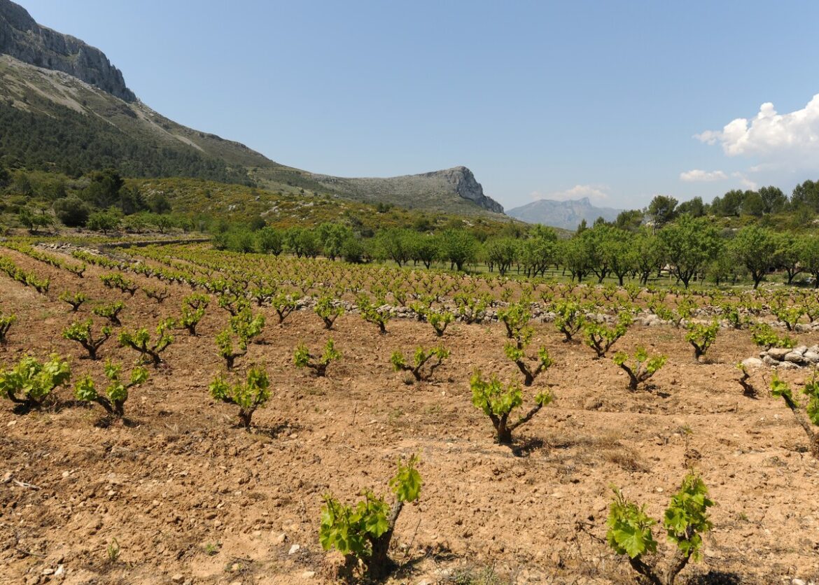 landbouwgrond in Spanje met amandelbomen. Investeerders kopen massaal landbouwgrond op