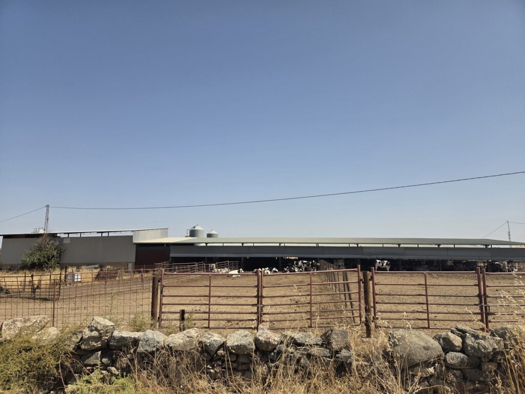 Boerderij met koeien 