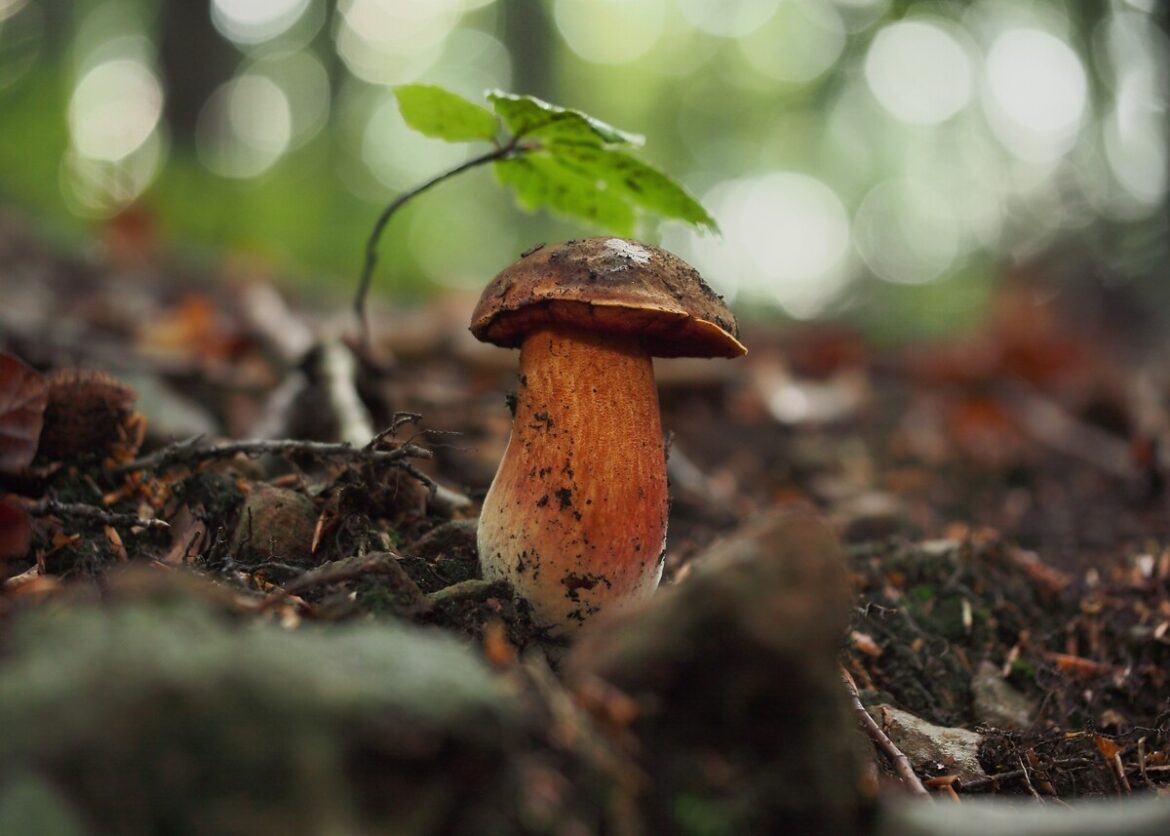 een paddenstoel in het bos: het seizoen voor paddenstoelen zoeken in Spanje is weer geopend