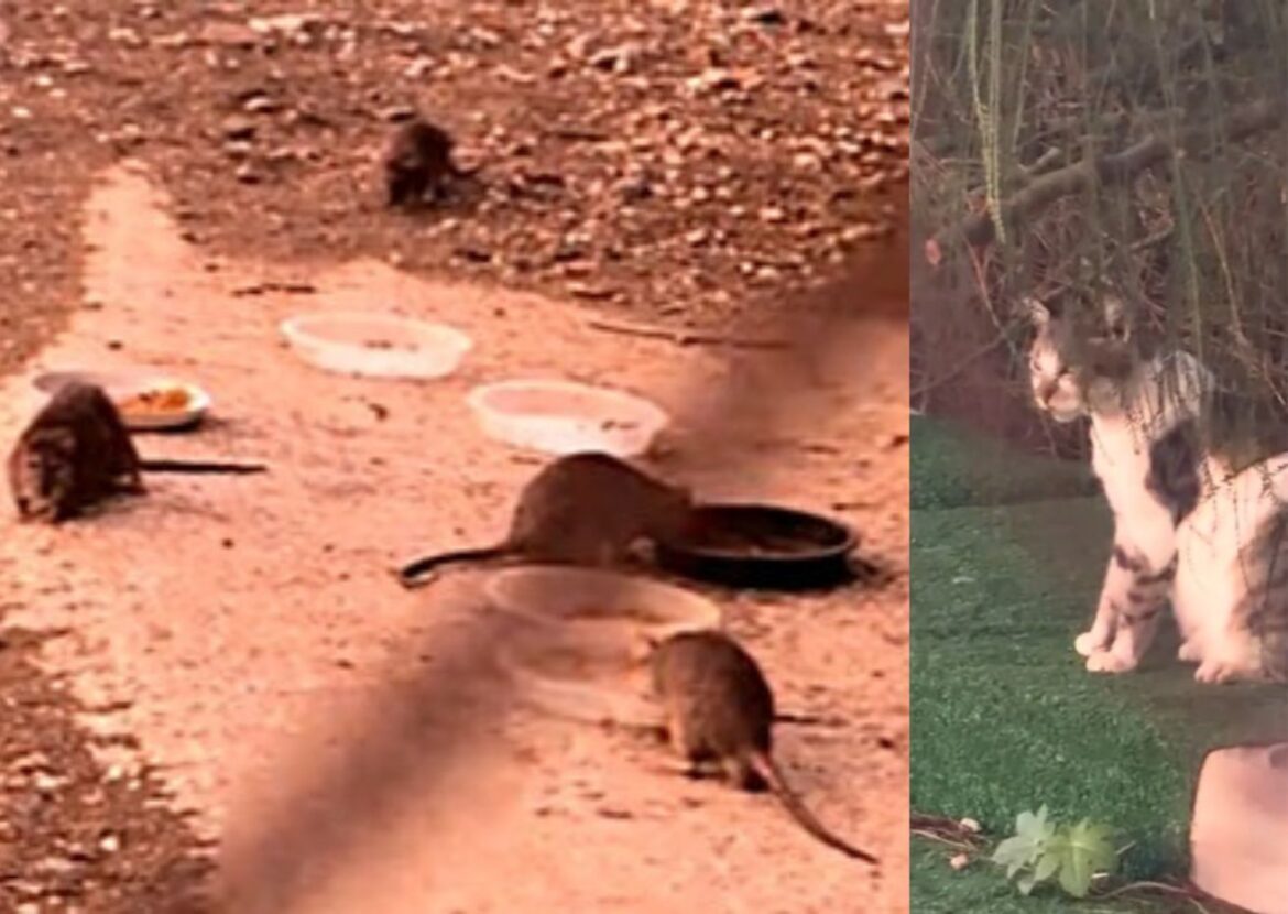 kat kijkt toe hoe ratten haar eten opeten: rattenplaag in Málaga