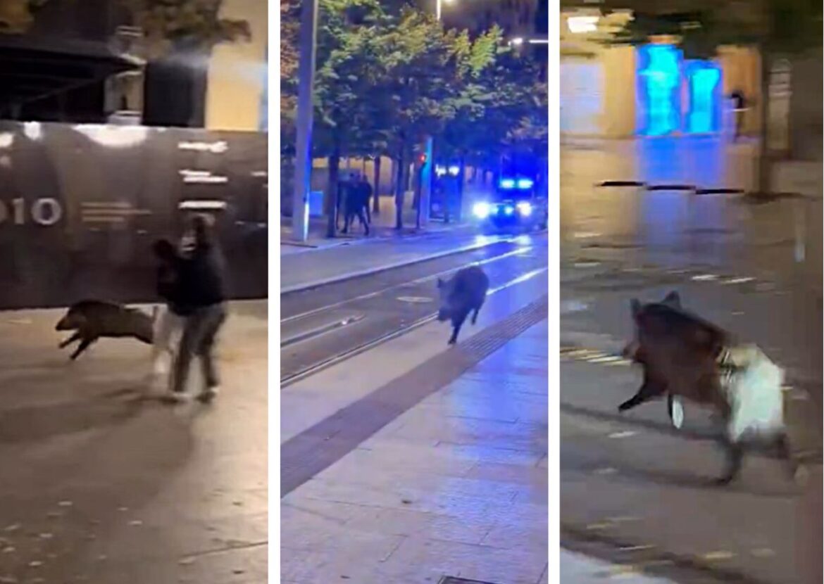 wild zwijn rent door centrum van Zaragoza